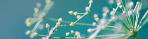 Calming Skin Therapy