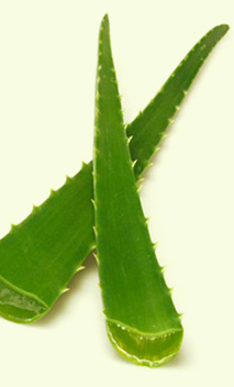 Aloe Leaf