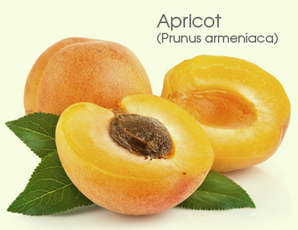 Apricot