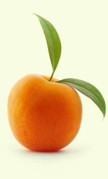 Apricot