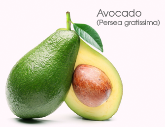 Avocado