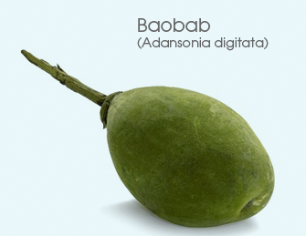 Baobab Seed