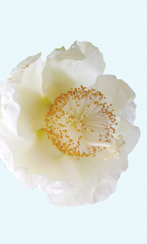 Baobab Flower