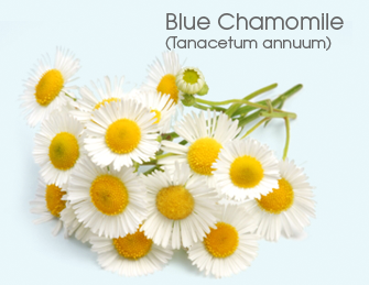 Blue Chamomile