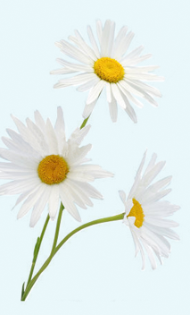 Blue Chamomile