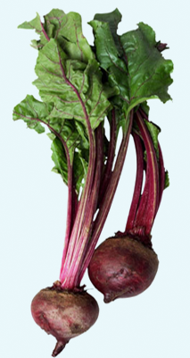 Beetroot