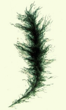 Blue Green Algae