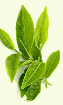 Green Tea