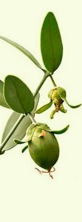 Jojoba Bud