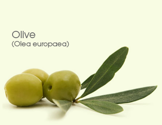 Olives