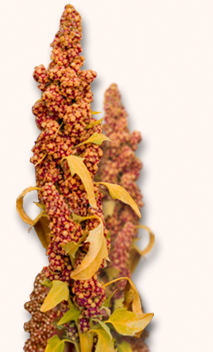Quinoa