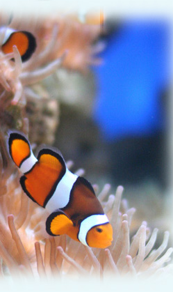 Coral Reef