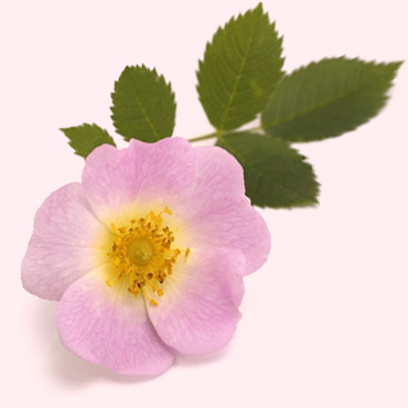 Rose Hip Seed Oil
