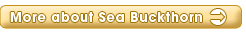 Sea Buckthorn More Information