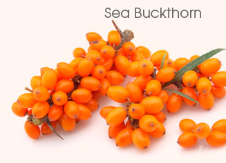 Sea Buckthorn