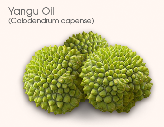 Yangu Seeds